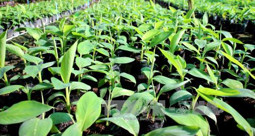 Chuối già Nam Mỹ xanh trên vùng đất phèn U Minh Hạ ảnh 3